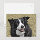 Border Collie Briefkaart (Voorkant / Achterkant)
