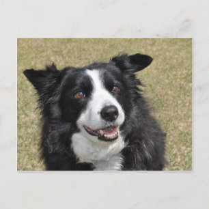 Border Collie Briefkaart