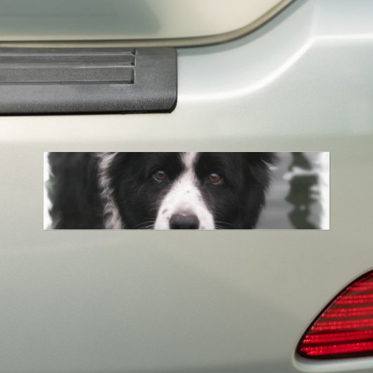 Border Collie Bumpersticker (Op auto)