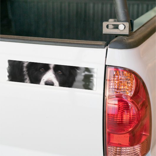 Border Collie Bumpersticker (Op Truck)