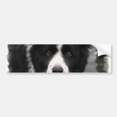 Border Collie Bumpersticker (Voorkant)