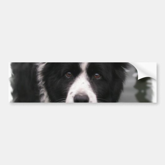 Border Collie Bumpersticker (Voorkant)
