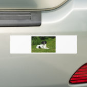 Border Collie Bumpersticker (Op auto)