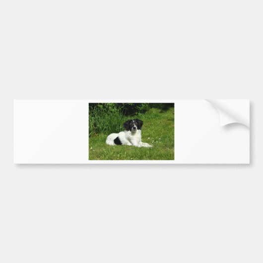 Border Collie Bumpersticker (Voorkant)