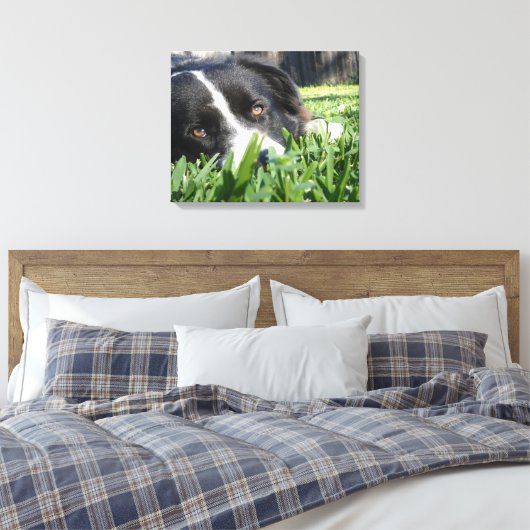 Border Collie Canvas Afdruk (Insitu (Slaapkamer))