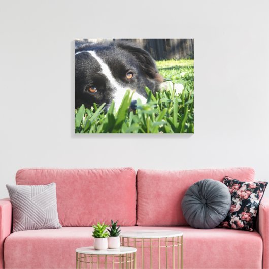 Border Collie Canvas Afdruk (Insitu (Woonkamer))