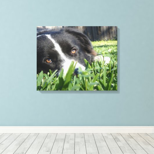 Border Collie Canvas Afdruk (Insitu (Houten vloer))