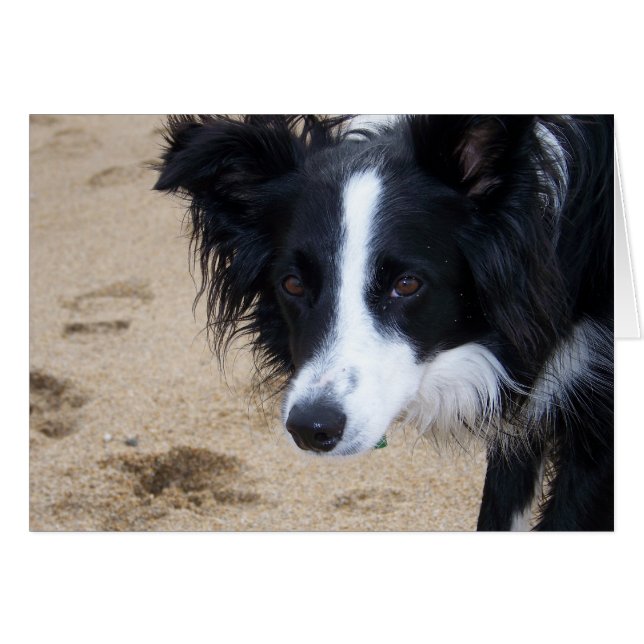 Border Collie Card (Voorkant Horizontaal)