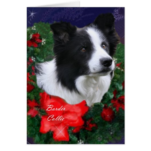 Border Collie Christmas (Voorkant)