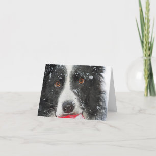 Border Collie Christmas Card Feestdagen Kaart
