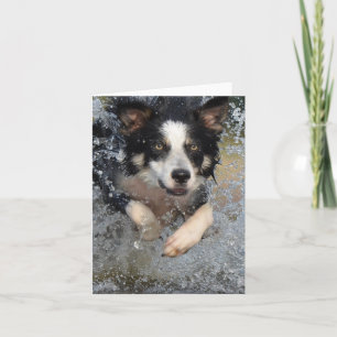 border collie die in het water rent kaart