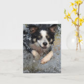 border collie die in het water rent kaart (Gele Bloem)