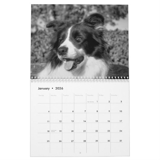  Border Collie Dog Agenda Kalender (Jan 2026)