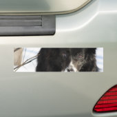Border Collie Dog Bumperstickers (Op auto)