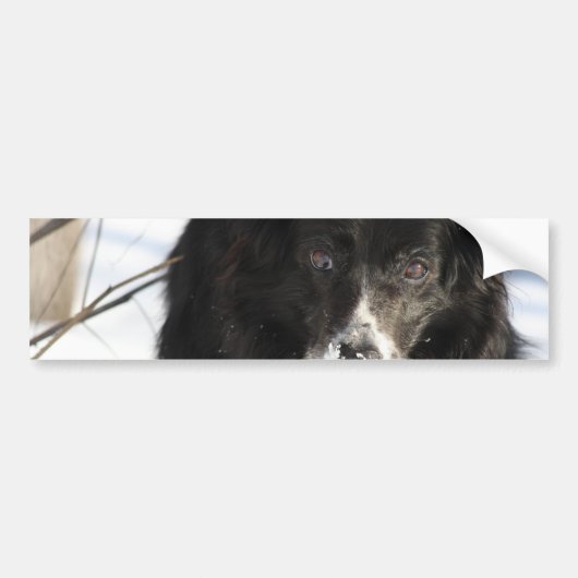 Border Collie Dog Bumperstickers (Voorkant)