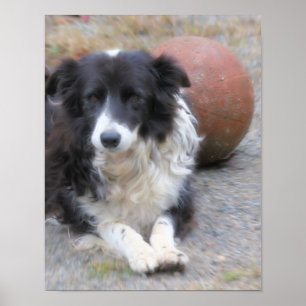 Border Collie Dog en Ball Poster