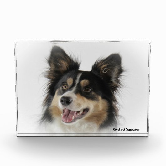 Border Collie Dog Fotoblokken (Voorkant)