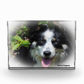 Border Collie Dog Fotoblokken (Voorkant)