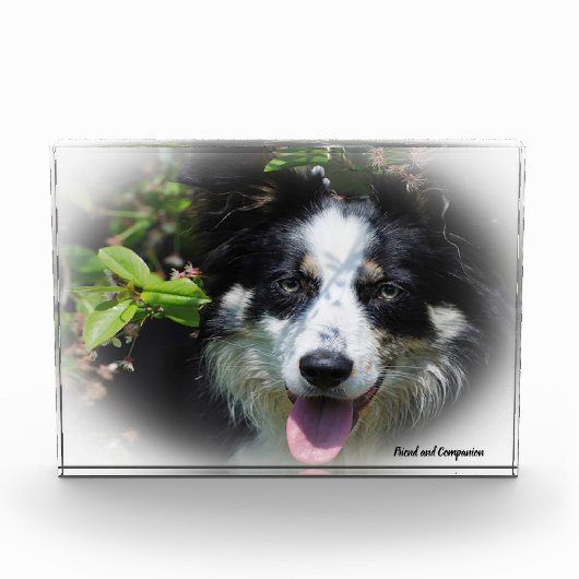 Border Collie Dog Fotoblokken (Voorkant)
