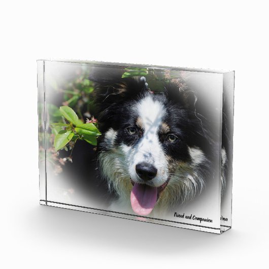 Border Collie Dog Fotoblokken (Rechts)