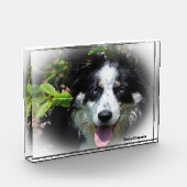 Border Collie Dog Fotoblokken (Links)