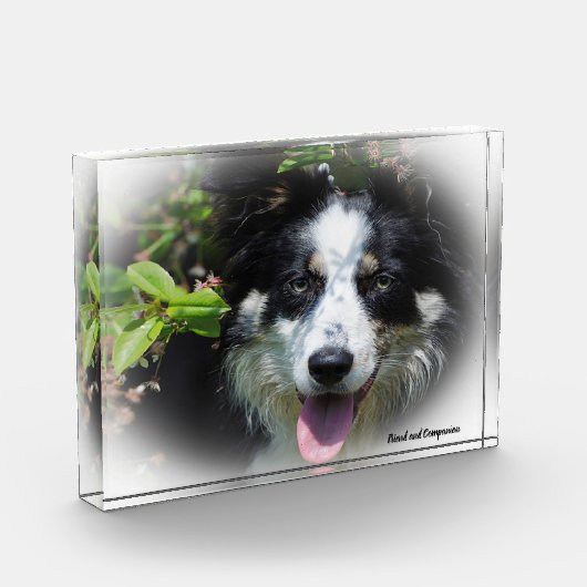Border Collie Dog Fotoblokken (Links)