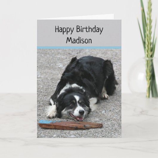 Border Collie Dog, Happy Birthday, gepersonaliseer Kaart (Voorkant)