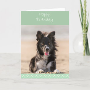 Border Collie Dog Happy Birthday Wenskaart Kaart