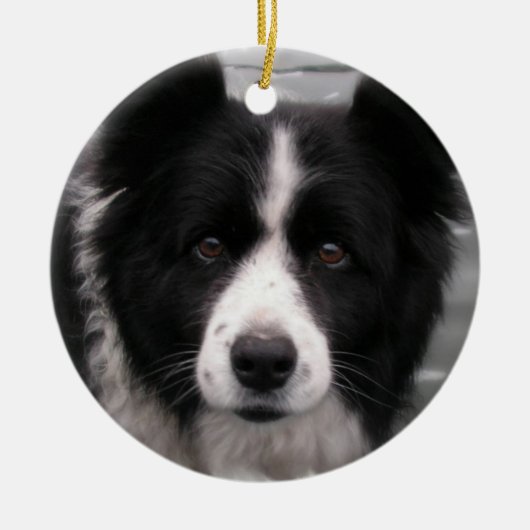 Border Collie Dog Ornament (Voorkant)