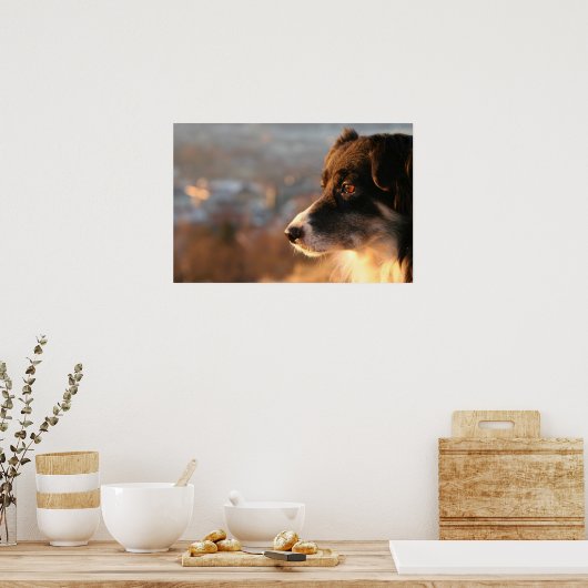 Border Collie Dog Poster (Keuken)