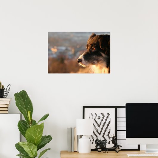 Border Collie Dog Poster (Thuiskantoor)