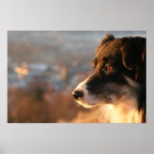 Border Collie Dog Poster (Voorkant)
