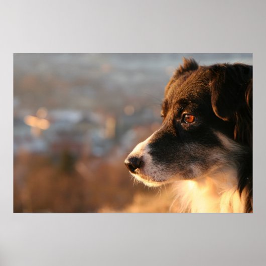 Border Collie Dog Poster (Voorkant)
