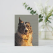 Border Collie Dog Running Briefkaart (Staand voorkant)