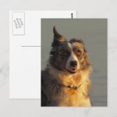 Border Collie Dog Running Briefkaart (Voorkant / Achterkant)