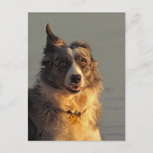 Border Collie Dog Running Briefkaart (Voorkant)