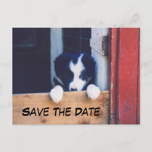 Border Collie Dog Save The Date Aankondigingskaart (Voorkant)
