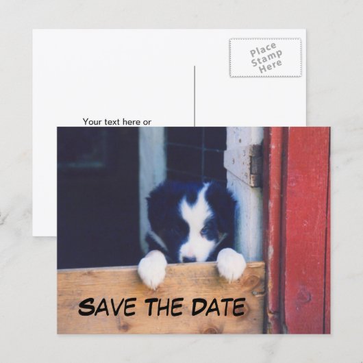 Border Collie Dog Save The Date Aankondigingskaart (Voorkant / Achterkant)