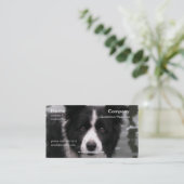 Border Collie Dog Visitekaartje (Staand voorkant)