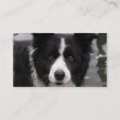 Border Collie Dog Visitekaartje (Achterkant)