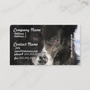 Border Collie Dog Visitekaartjes