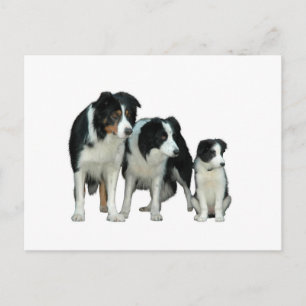 Border Collie Dogs Briefkaart