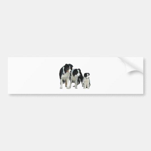 Border Collie Dogs Bumpersticker (Voorkant)
