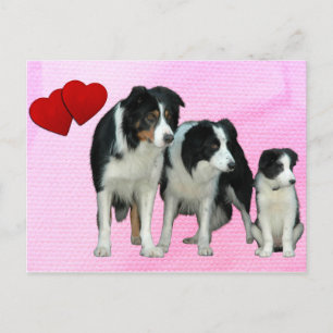 Border Collie Dogs Heart briefkaart