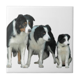 Border Collie Dogs Tegeltje
