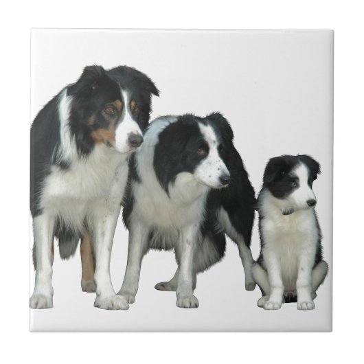 Border Collie Dogs Tegeltje (Voorkant)