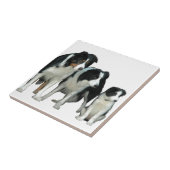 Border Collie Dogs Tegeltje (Zijkant)