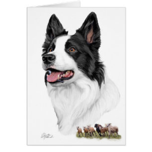 Border Collie en schaap