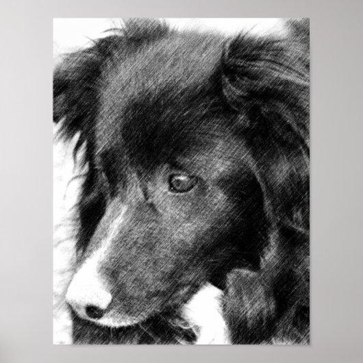 Border Collie Face Pencil Art #2 Poster (Voorkant)