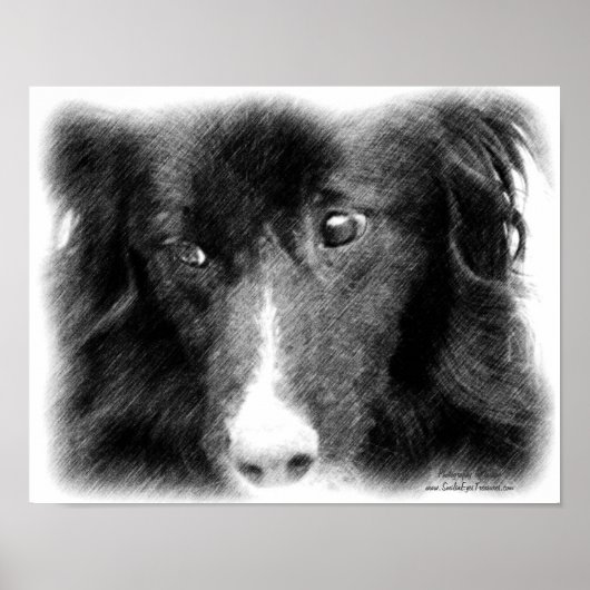 Border Collie Face Pencil Art Poster (Voorkant)